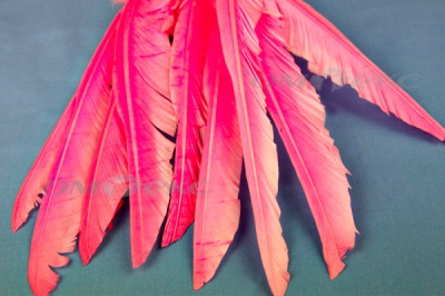 Декоративный Пучок из перьев, перо 25см/розовый - купить в Каспийске. Цена: 14.40 руб.