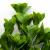 Трава искусственная -1, шт (эвкалипт лист 32 см/8 см)				 - купить в Каспийске. Цена: 171.67 руб.